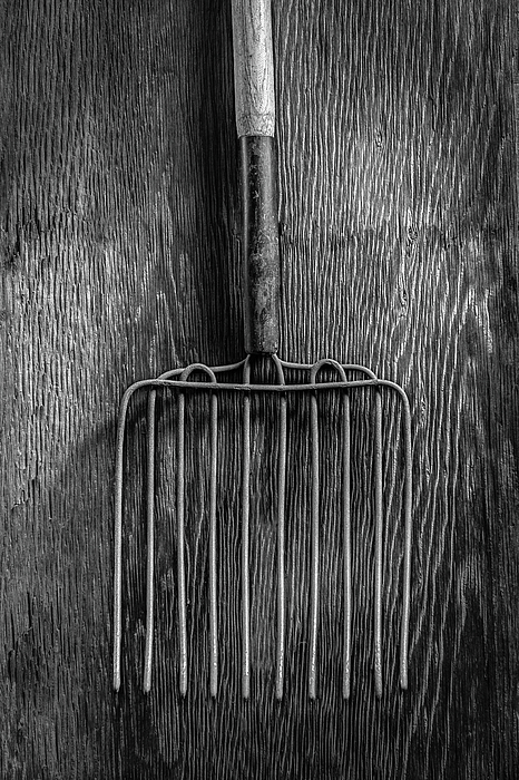 Ensilage Fork Up On Plywood In Bw 66 Photograph