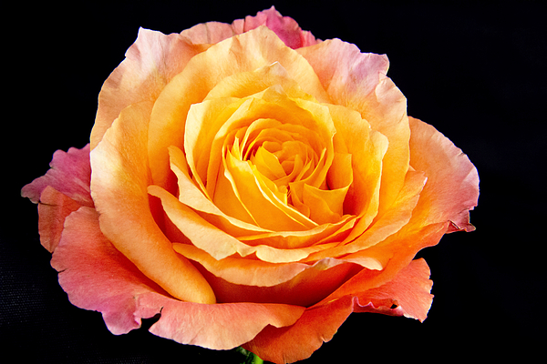 Daphne Sampson - Enticing Beauty The Orange  Rose