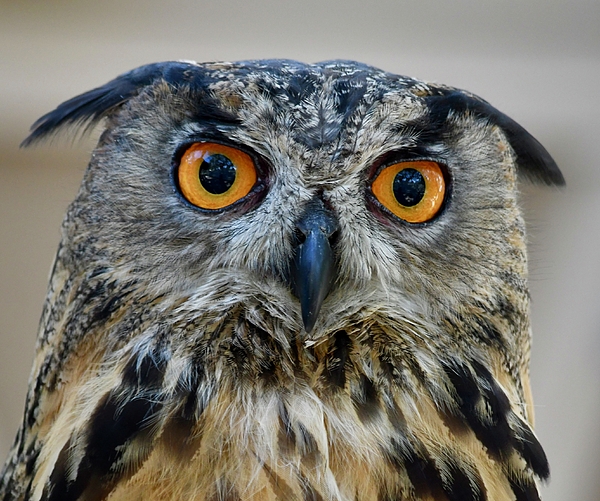 Richard Bryce and Family - Eurasian Eagle Owl