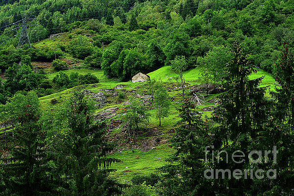Alexander Vinogradov - Every shade of green In the Swiss Alps. 