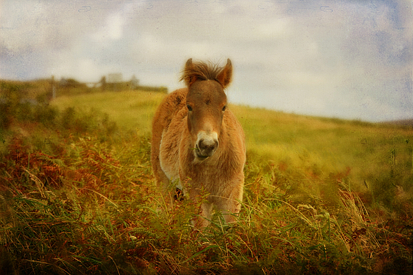 Carla Parris - Exmoor Wild Pony