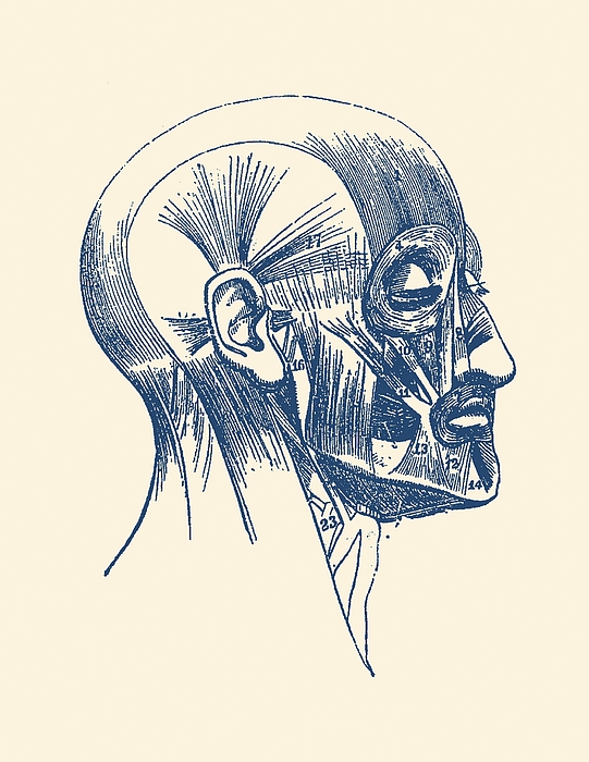 Facial Muscle Diagram - Vintage Anatomy by Vintage Anatomy Prints ...