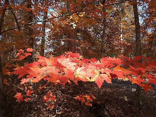 Fall Foliage Bath Towel by Deborah Lacoste - Pixels