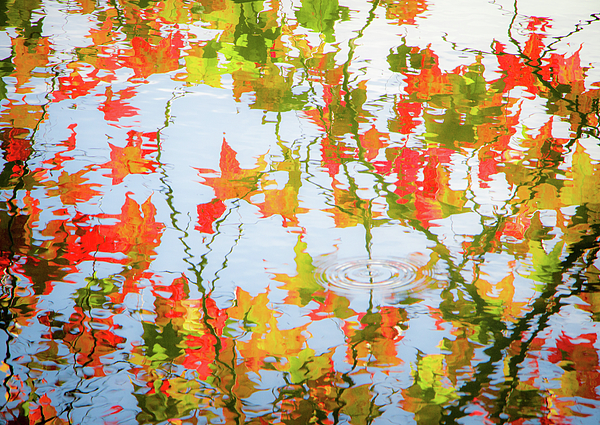 Robert Anastasi - Fall Leaves Reflect in the Water
