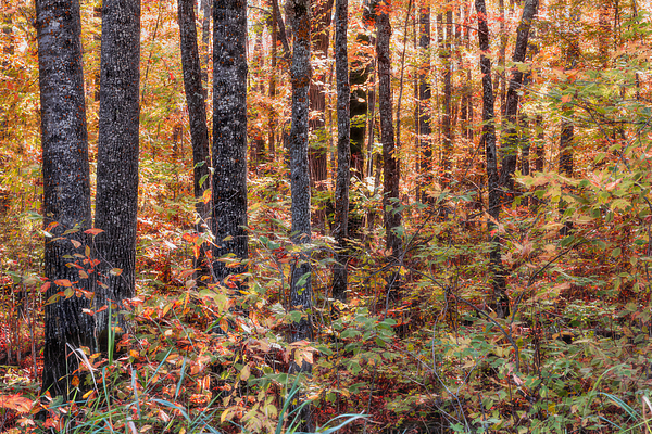 Patti Deters - Deep into the Fall Woods