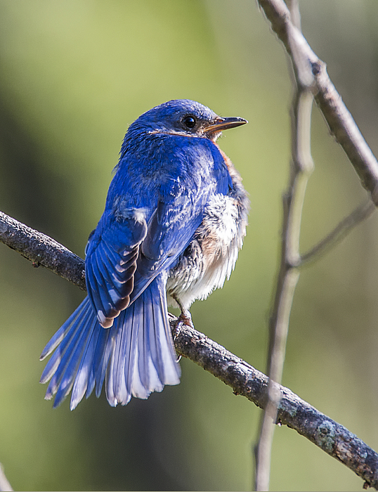 Fanned Tail Greeting Card for Sale by Sue Matsunaga