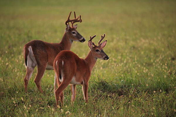 Deer Photographs