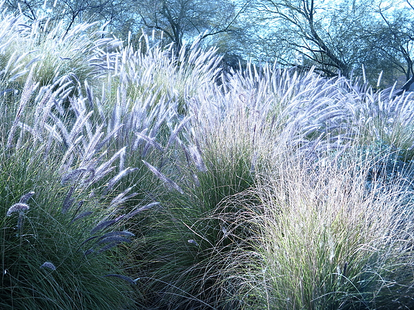 Bonnie See - Muhly Grass Landscape