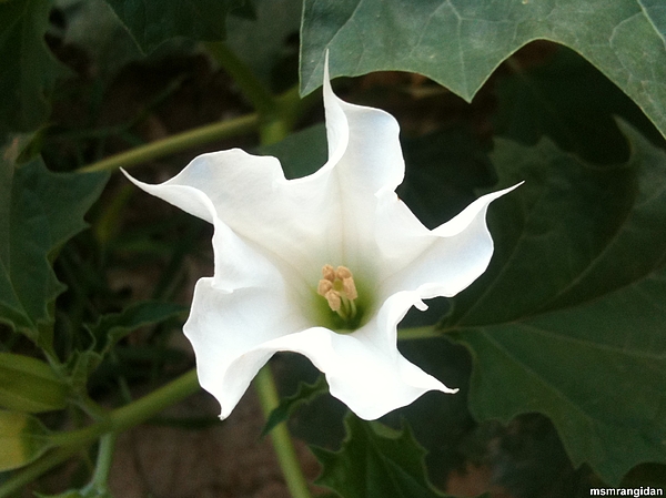 Nader Rangidan - Ferocious Flower