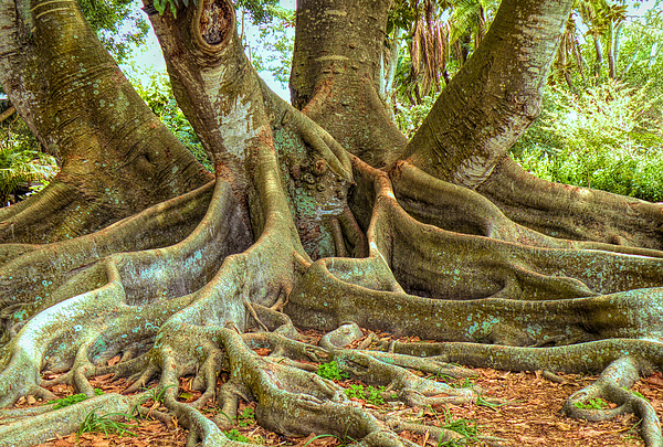 Rosalie Scanlon - Ficus Roots
