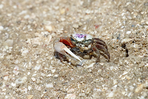 Fiddler Crab By Burrow Jigsaw Puzzle by Daniel Caracappa - Pixels
