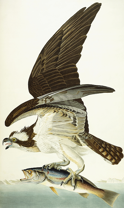 Fish Hawk Fleece Blanket by John James Audubon - Bridgeman Prints
