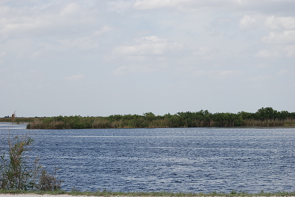 Fla Everglades Photograph
