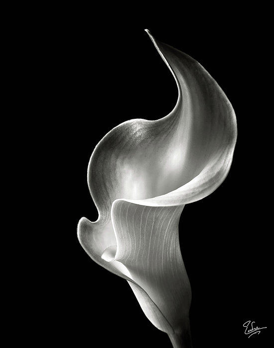 Endre Balogh - Flame Calla Lily in Black and White