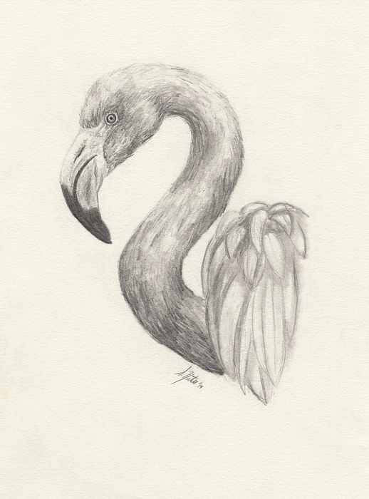 https://images.fineartamerica.com/images/artworkimages/medium/1/flamingo-drawing-stephanie-yates.jpg