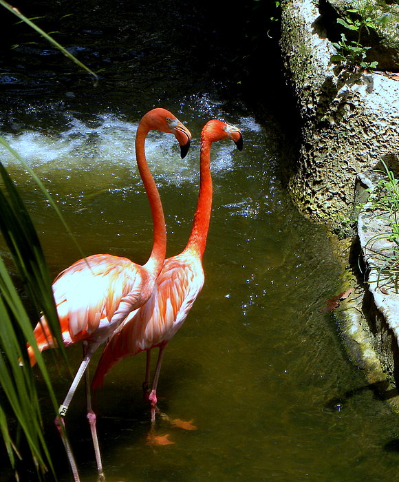 Tropical Art