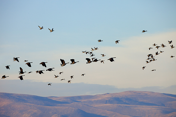 Flight Of The Waterfowl Photograph