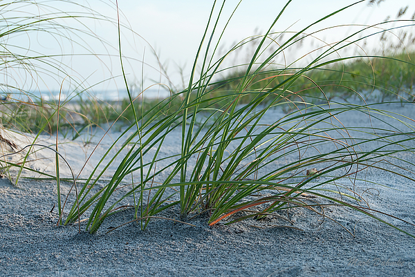 Beach Art