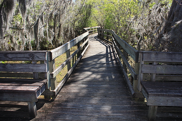 Florida Swamp Boardwalk by Carol Groenen