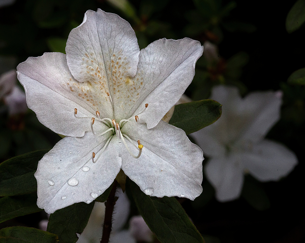 Flower And Raindrops Photograph