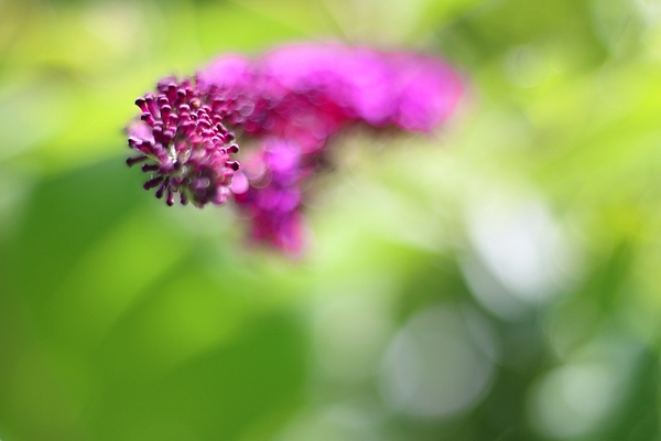Flower Art