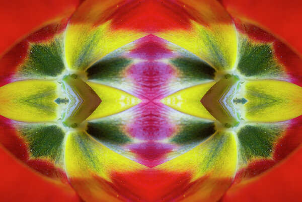 Paul W Faust - Impressions of Light - Flower Mandala - 0247e