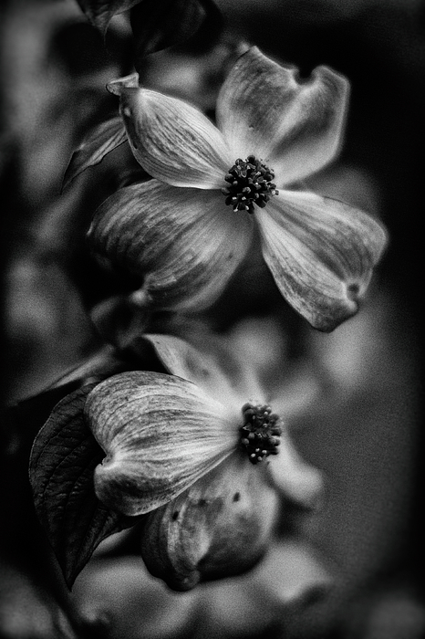 Monochrome Art