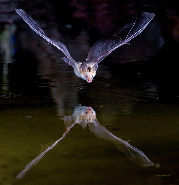 Judi Dressler - Flying Bat with Reflection