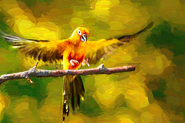 Flying Sun Conure Landing Oil Painting by Robert Gaines