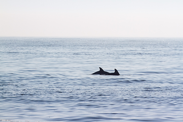 Dolphin Photographs