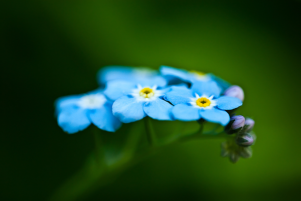 Forget-Me-Not Cluster Duvet Cover by Onyonet Photo Studios - Fine Art  America