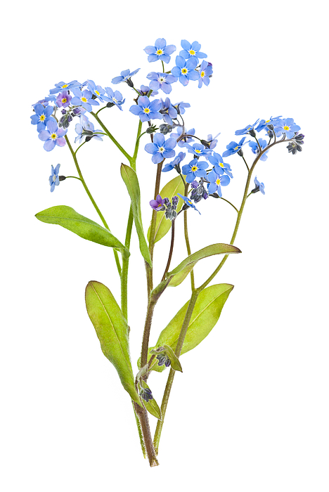 Forget-me-not flowers on white Jigsaw Puzzle by Elena Elisseeva