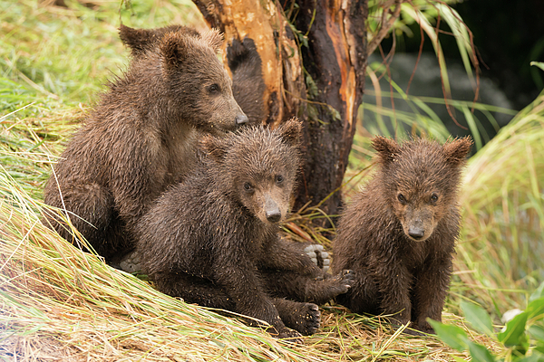 Four brown bear cubs sitting with mother Youth T-Shirt