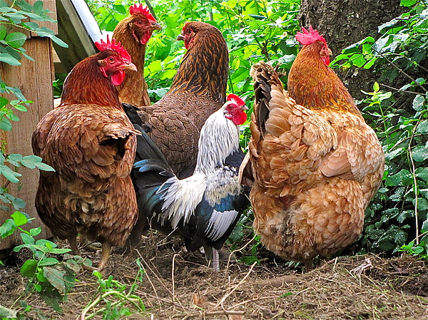 Four Hens And A Rooster Photograph