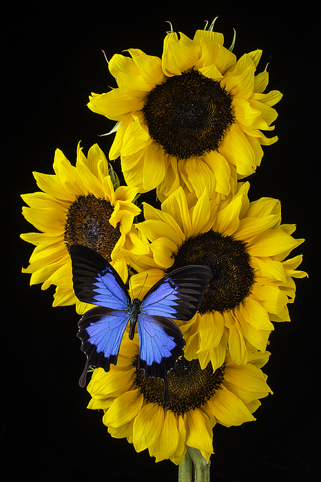 sunflower gay singles Windy city times news archive - lifetime partners share their bliss with a sunflower the image of the sunflower has always been equated with happiness for kids, its popularity is the botanical answer to a dinosaur. sunflower gay singles Windy city times news archive - lifetime partners share their bliss with a sunflower the image of the sunflower has always been equated with happiness for kids, its popularity is the botanical answer to a dinosaur.