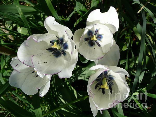 Jean Bernard Roussilhe - Four White Tulips