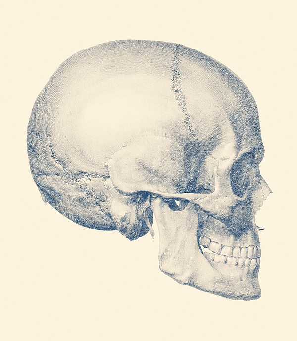 Full Human Skull - Side View - Vintage Anatomy Drawing