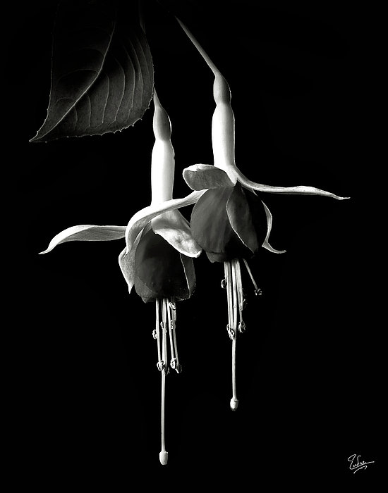 Endre Balogh - Fuchsias in Black and White