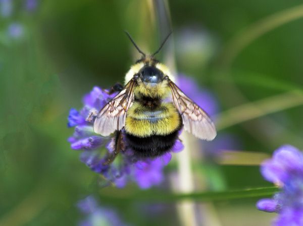 Bombus Affinis - Rusty-Patched Bumble Bee Hand Towel - Because Tees