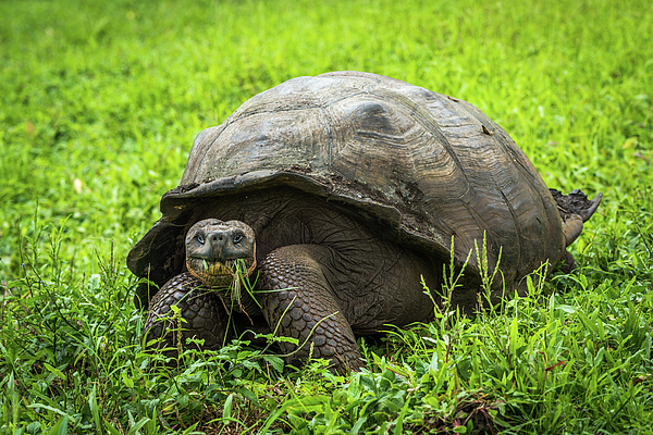 Galapagos giant tortoise walking along gravel path Throw Pillow by Ndp -  Fine Art America