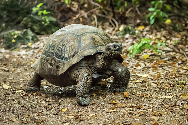 https://images.fineartamerica.com/images/artworkimages/medium/1/galapagos-giant-tortoise-walking-along-gravel-path-nick-dale.jpg