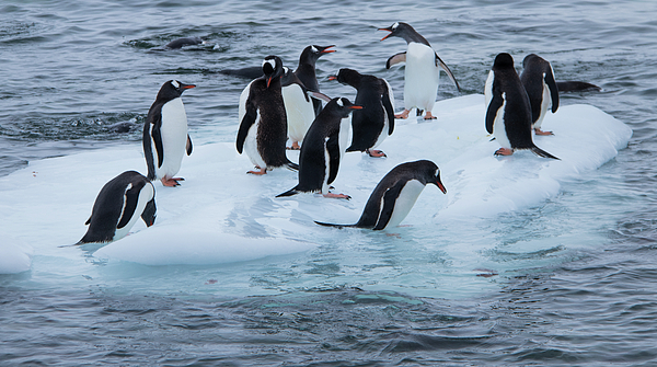 Penguin sales ice caps