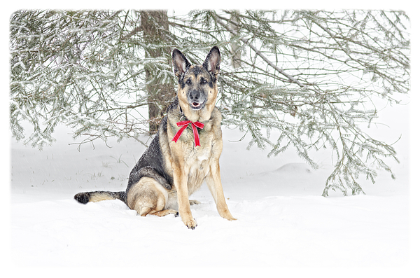 Odog German Shepherd Winter Day Snow 38 Jigsaw Puzzle by Peek