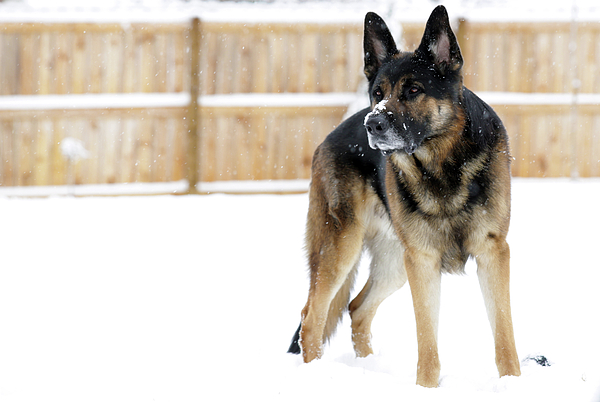 https://images.fineartamerica.com/images/artworkimages/medium/1/german-shepherd-in-the-snow-stamp-city.jpg