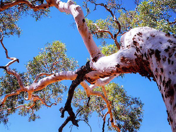 Ghost Gum Tree Kings Canyon Australia Greeting Card For Sale By Lexa Harpell