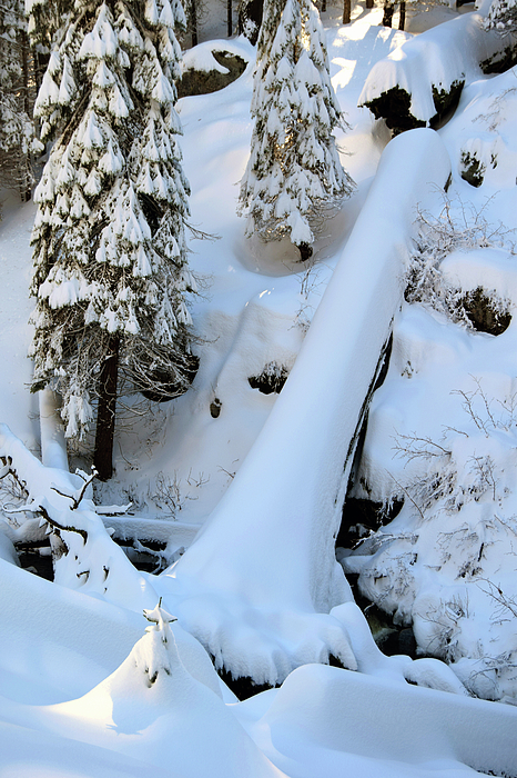 Giant Forest #4, Sequoia National Park, January 2017 Throw Pillow by  Timothy Giller - Pixels