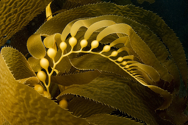 Giant Kelp Forest Throw Pillow by Dave Fleetham - Printscapes - Pixels