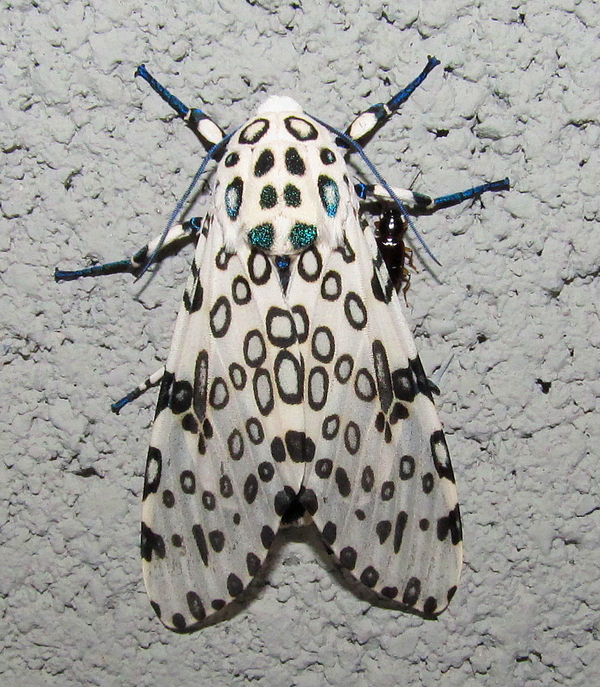 giant moth plush