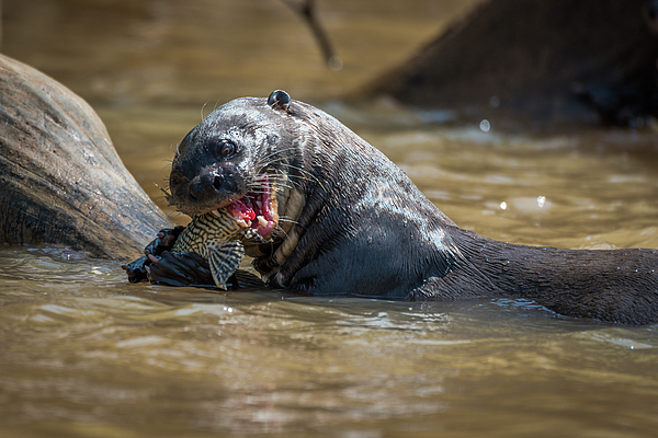 Giant river otter biting fish in river Throw Pillow