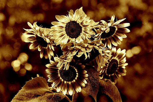 Kathleen Stephens - Giant Sunflowers
